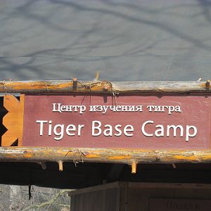 Tiger Base Camp