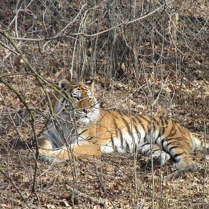 Amur Tiger