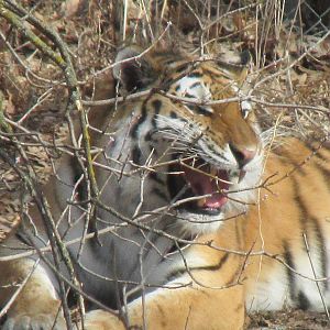 Amur Tiger