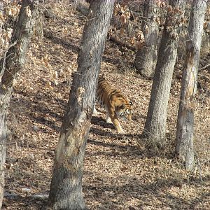 Amur Tiger