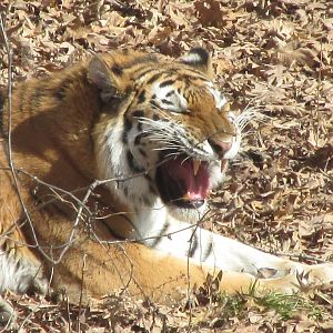 Amur Tiger