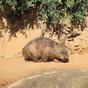 Southern Hairy-nosed Wombat - Melbourne Zoo April 2013