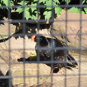 Razor-billed Curassow - Melbourne Zoo April 2013