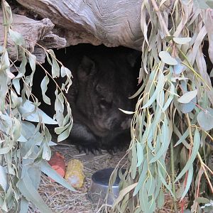 Wombat - Melbourne Zoo April 2013
