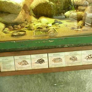 Recently hatched tortoises of 5 species