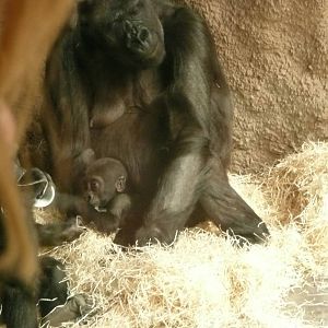 Baby male gorilla Nuru with mother Kijuvu