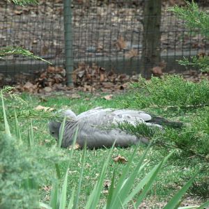 Cape Barren Goose