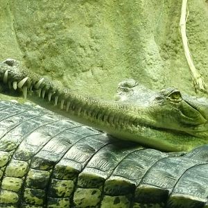 Chambal - Pavilion of Gharials