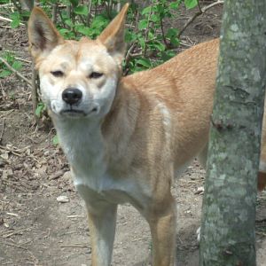 Dingo