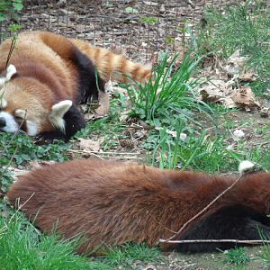 Red Pandas