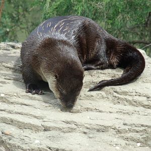 North American River Otter