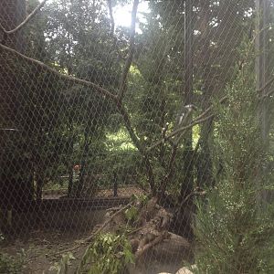 Prospect Park Zoo- Unidentified Hornbill exhibit