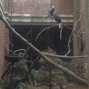 Prospect Park Zoo- Wreathed Hornbill exhibit