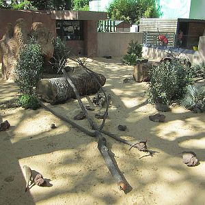 Banded mongoose exhibit - Zoo Barcelona