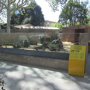 Banded mongoose exhibit - Zoo Barcelona