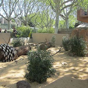 Banded mongoose exhibit - Zoo Barcelona