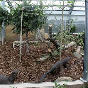 Givskud Zoo - Giant Otter Tropical House