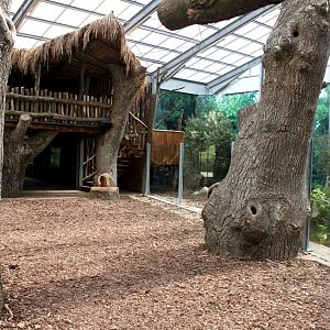 Givskud Zoo - Giant Otter Tropical House