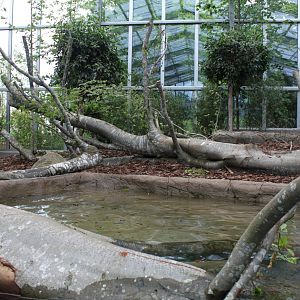 Givskud Zoo - Giant Otter Tropical House