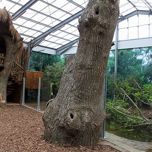 Givskud Zoo - Giant Otter Tropical House