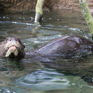Givskud Zoo - Giant otter