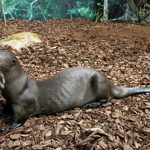 Givskud Zoo - Giant otter
