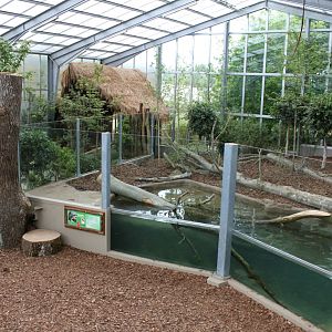Givskud Zoo - Giant Otter Tropical House