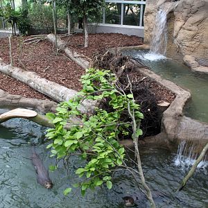 Givskud Zoo - Giant Otter Tropical House