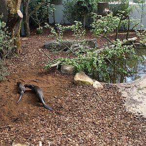 Givskud Zoo - Giant Otter Tropical House