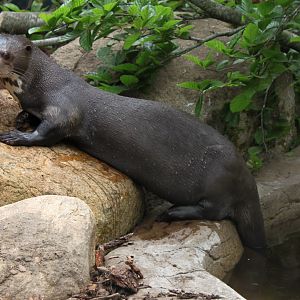 Givskud Zoo - Giant otter