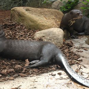 Givskud Zoo - Giant otters