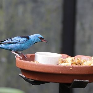 Blue dacnis (Dacnis cayana)