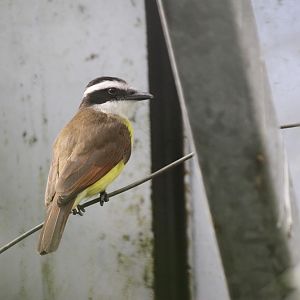 Great Kiskadee (Pitangus sulphuratus)