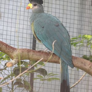 Great Blue Turaco (Corythaeola cristata)