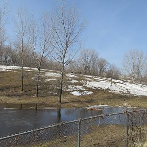 Northern Trail Bison Exhibit