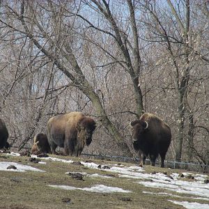 Northern Trail Bison