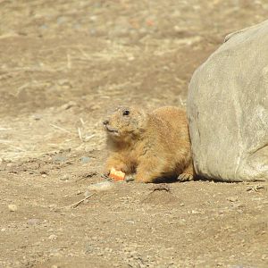 Northern Trail Praire Dog