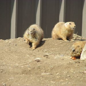 Northern Trail Praire Dog