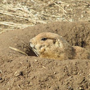 Northern Trail Praire Dog