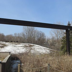 Northern Trail Bison Exhibit