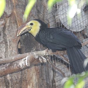 Southern Sulawesi Tarictic Hornbills (Penelopides exarhatus sanfordi)