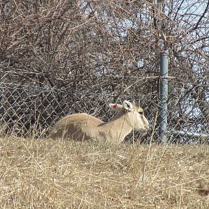 Northern Trail Mongolian Gazelle