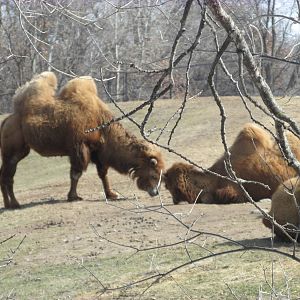 Northern Trail Bactrian Camel