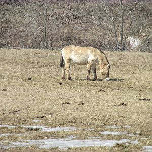 Northern Trail Wild Horse