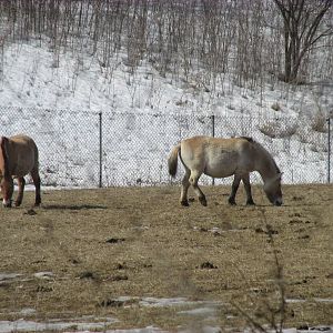 Northern Trail Wild Horse