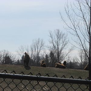 Northern Trail Bactrian Camel