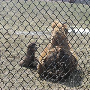 Northern Trail Bactrian Camel