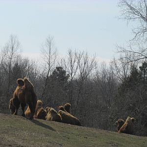 Northern Trail Bactrian Camel