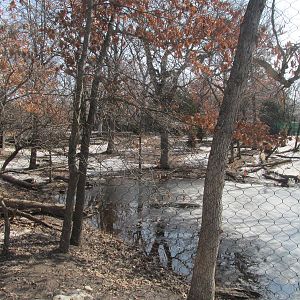 Northern Trail Dhole Exhibit
