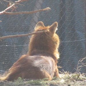 Northern Trail Dhole